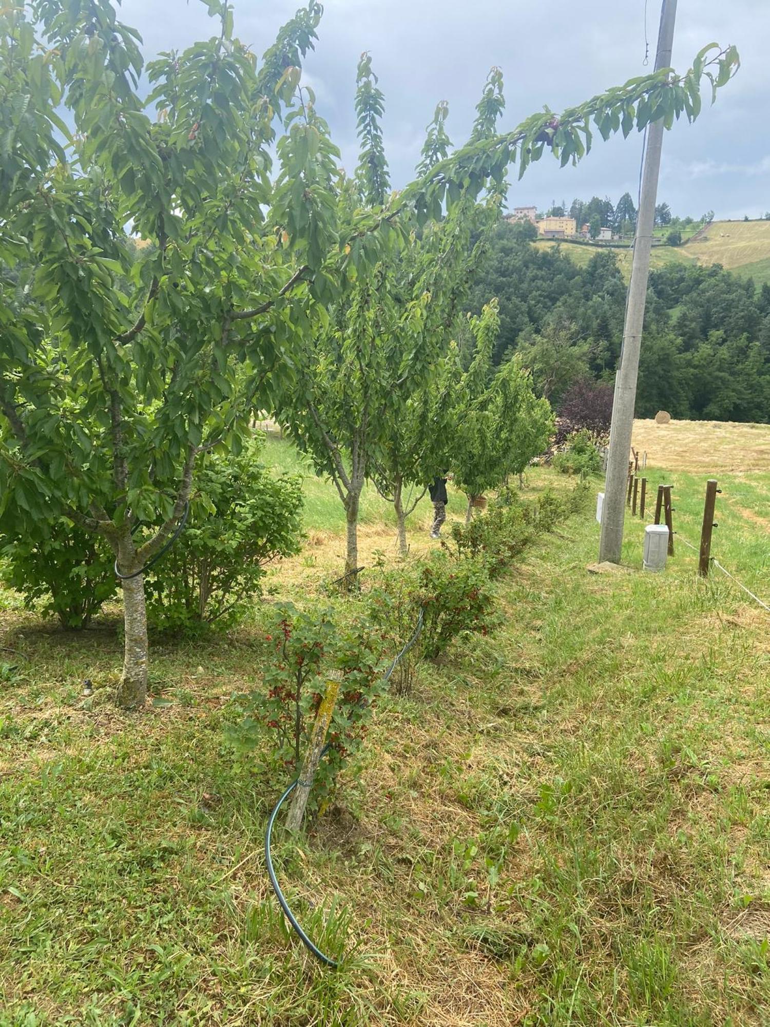 فيلا Agriturismo I Tassoni بافولو نيل فرينانو المظهر الخارجي الصورة